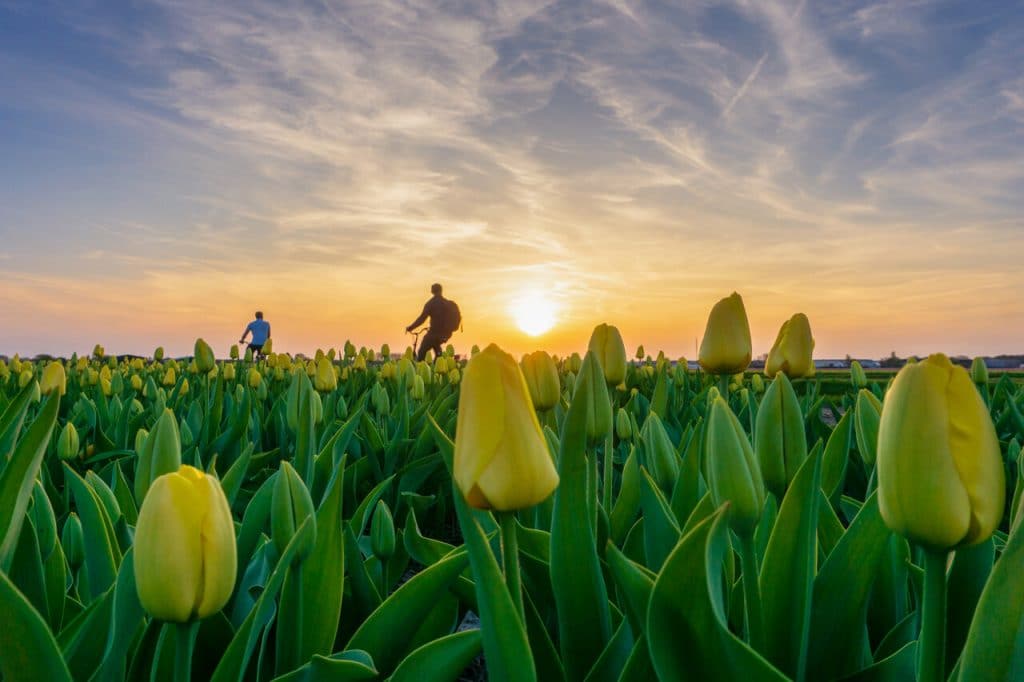 tulpen veld gemeente dronten